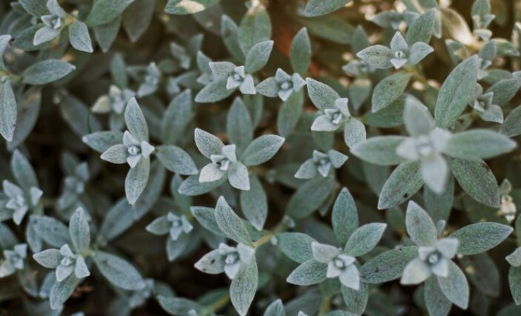 Foglie di salvia per la menopausa - Modaeimmagine.it