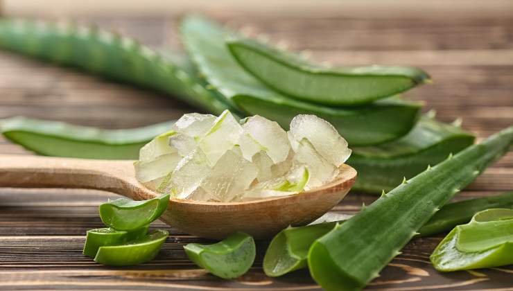 Aloe vera- forfora- modaeimmagine.it